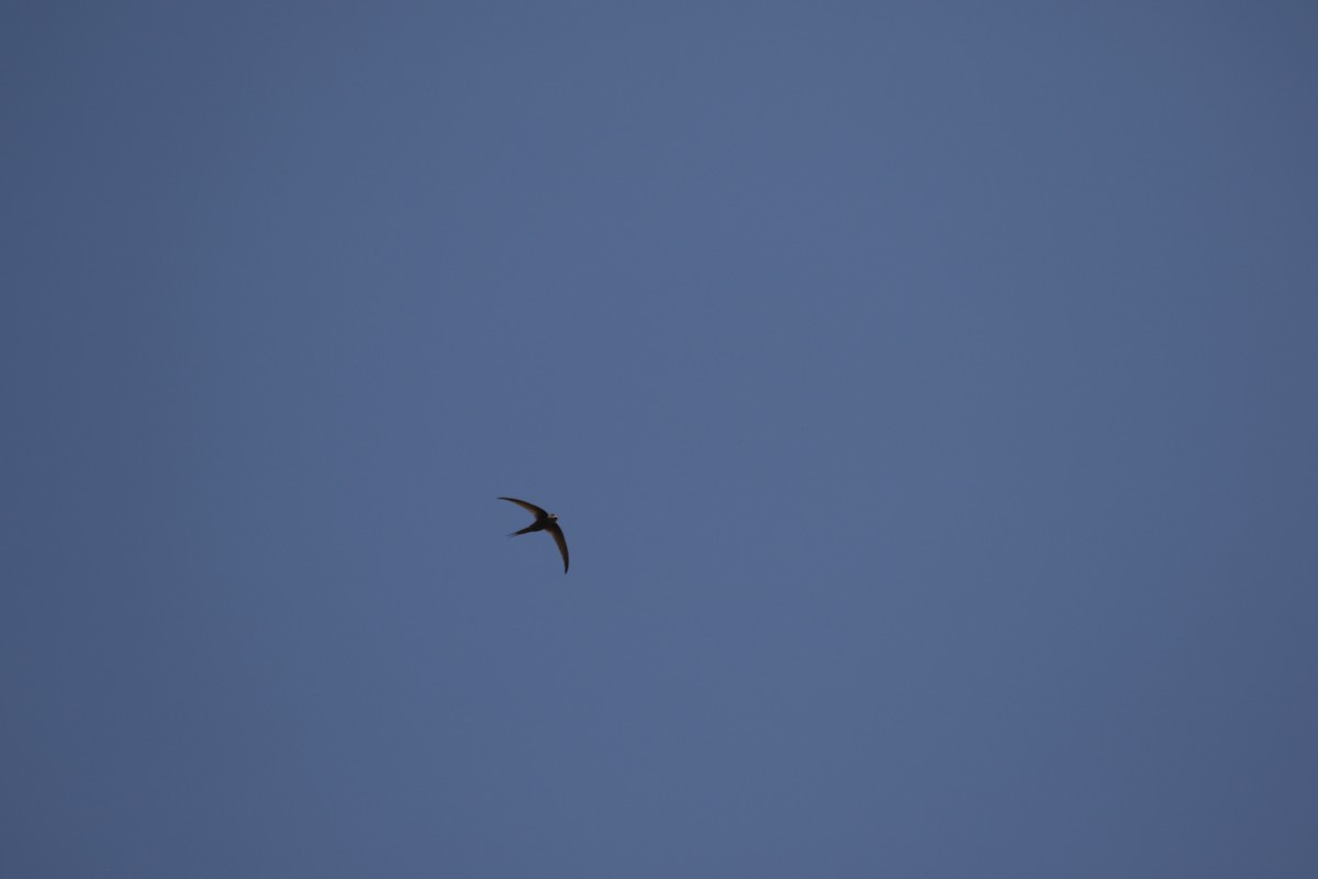 African Palm Swift - ML638472984
