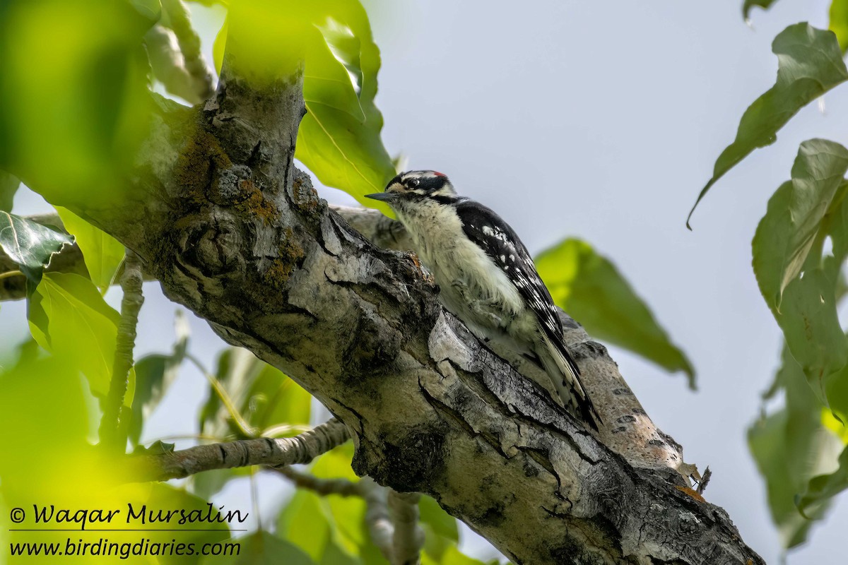 Downy Woodpecker - ML638472991