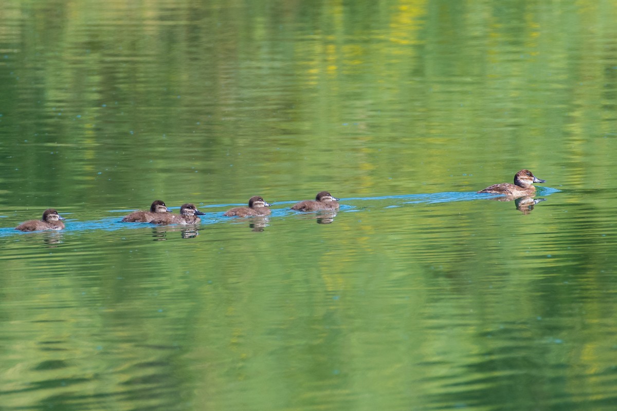 Ruddy Duck - ML638472994