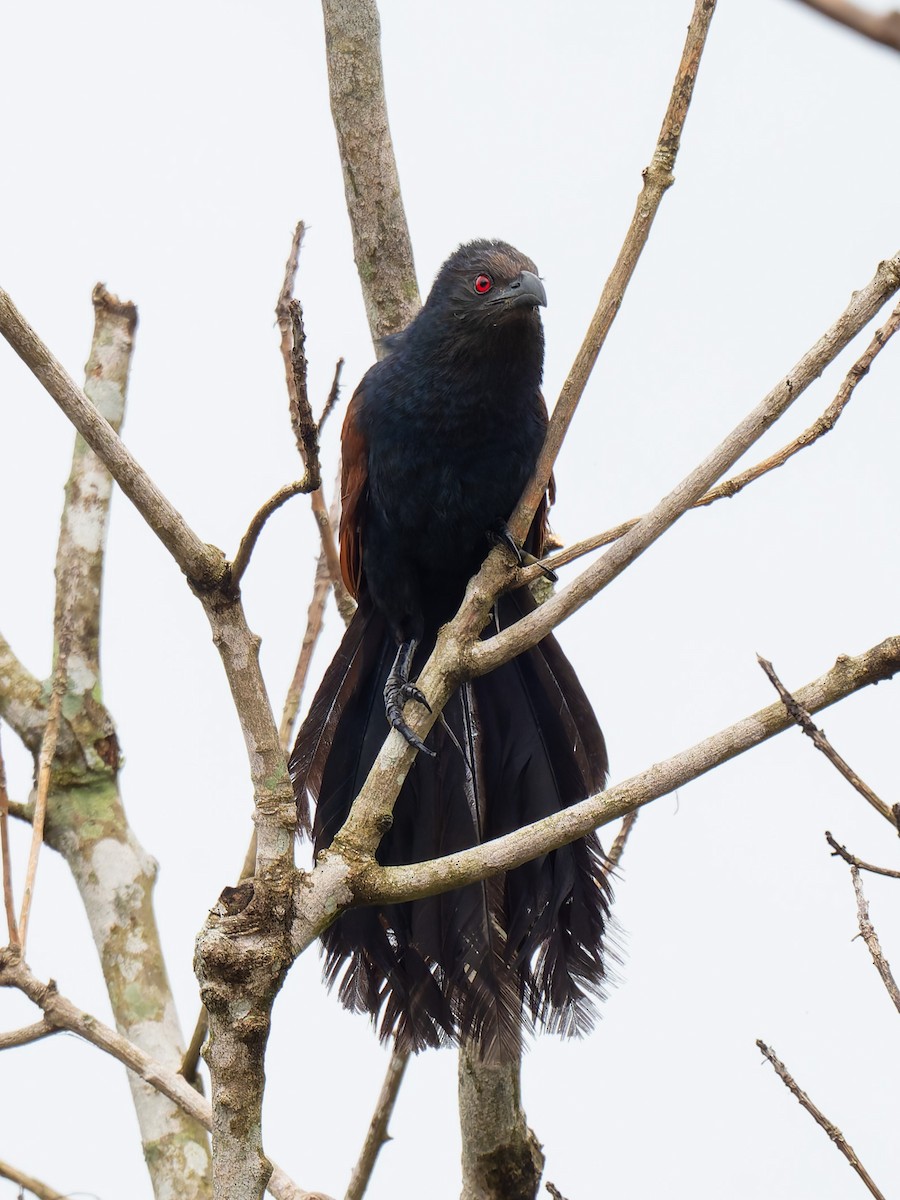 Greater Coucal - ML638473037
