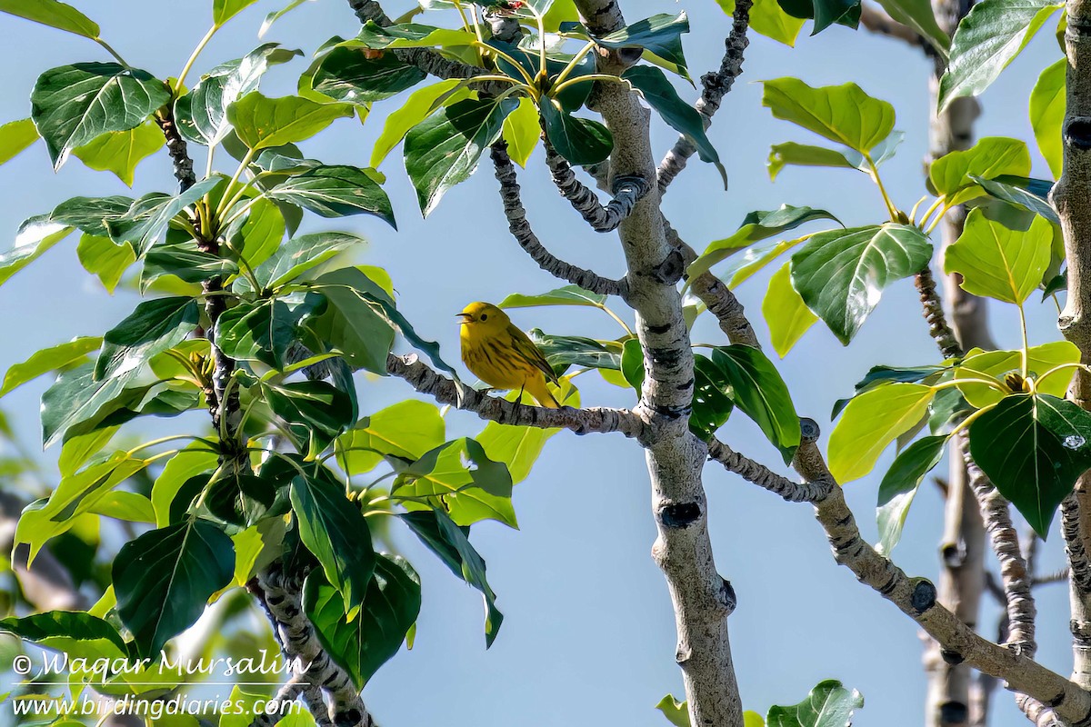 Yellow Warbler - ML638473039