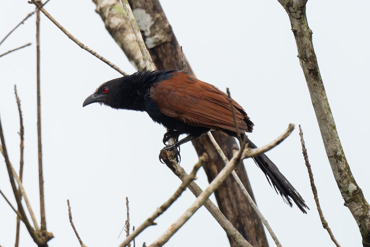 Greater Coucal - ML638473040