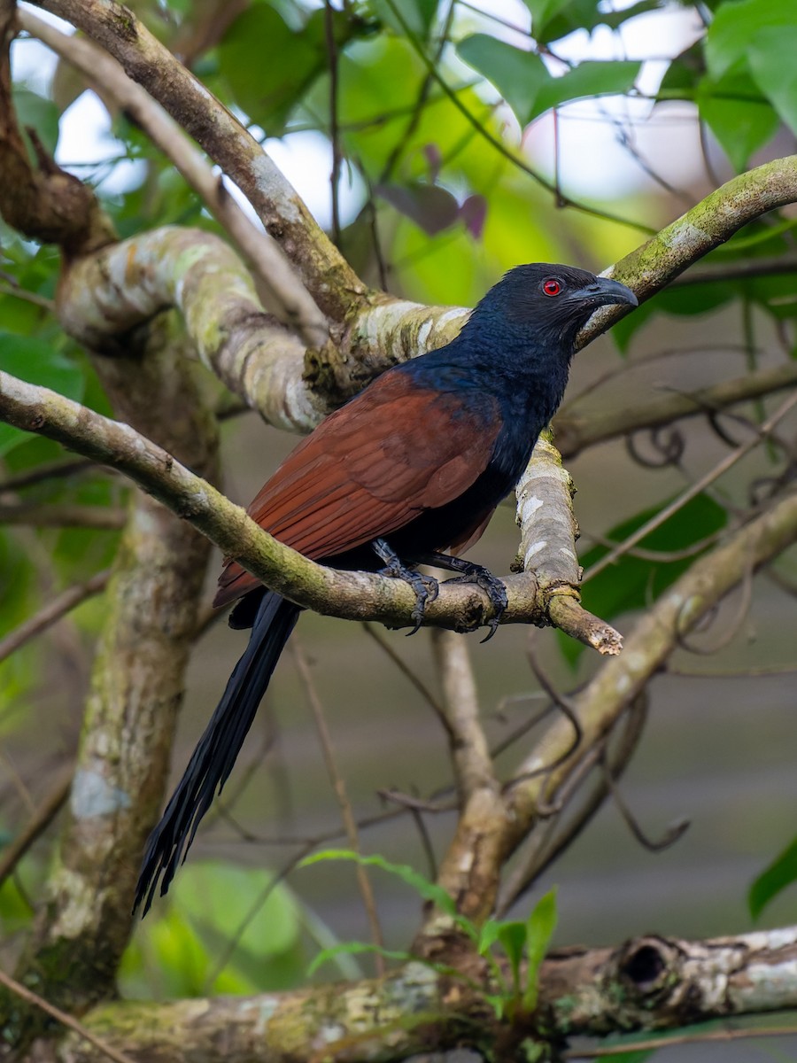 Greater Coucal - ML638473063