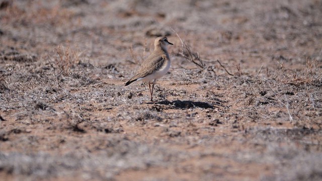 Mountain Plover - ML638473095