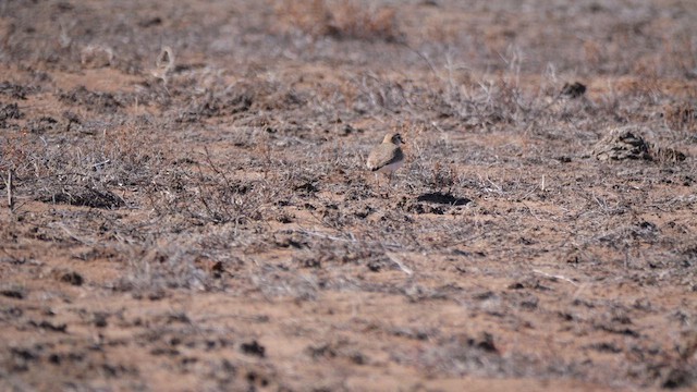 Mountain Plover - ML638473096