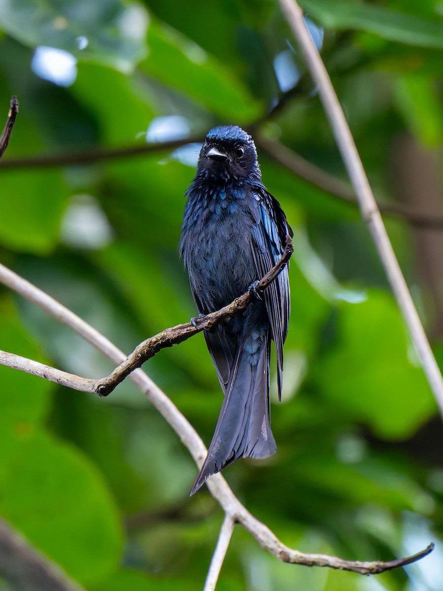 Bronzed Drongo - ML638473099