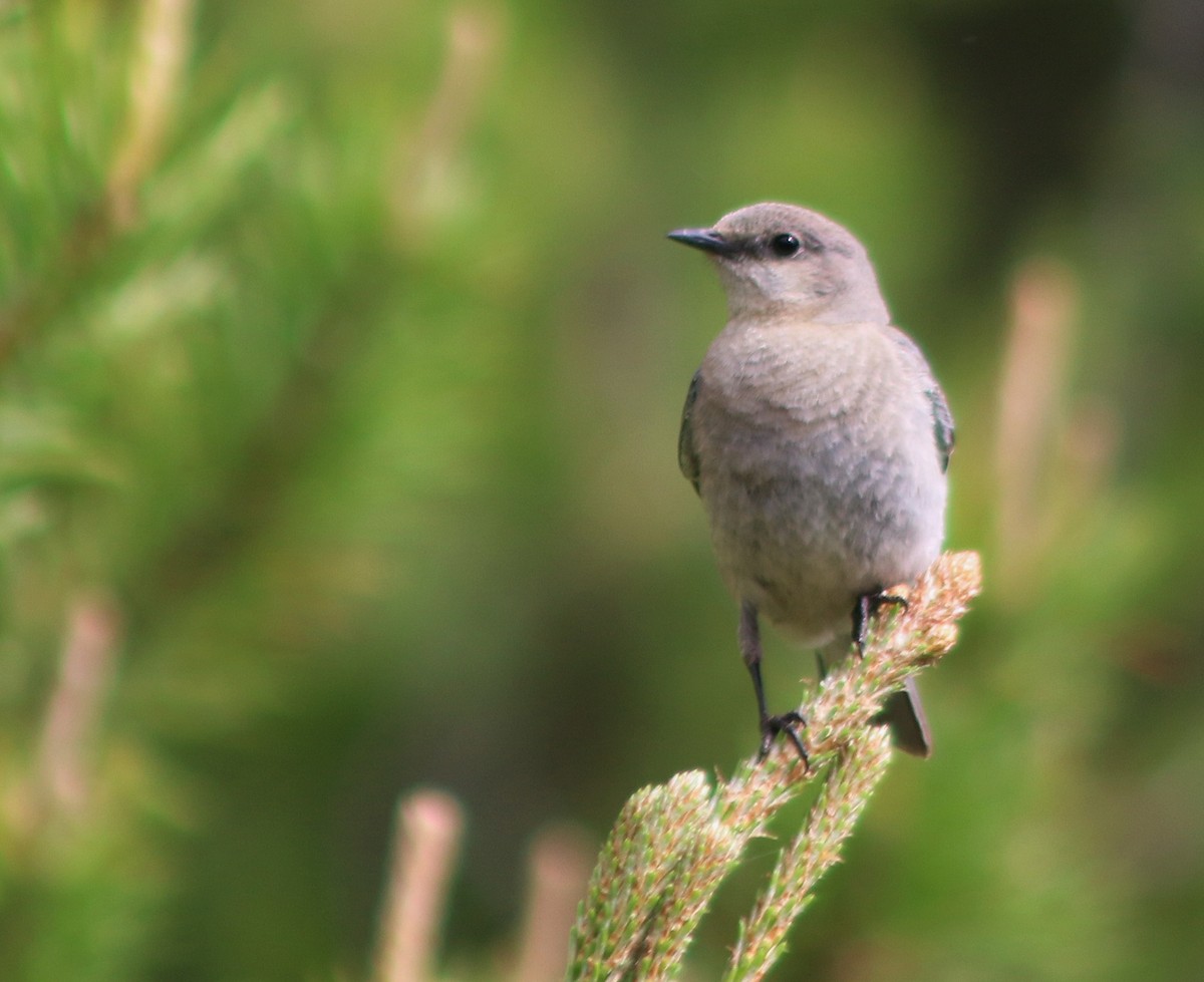 Mountain Bluebird - ML638473112