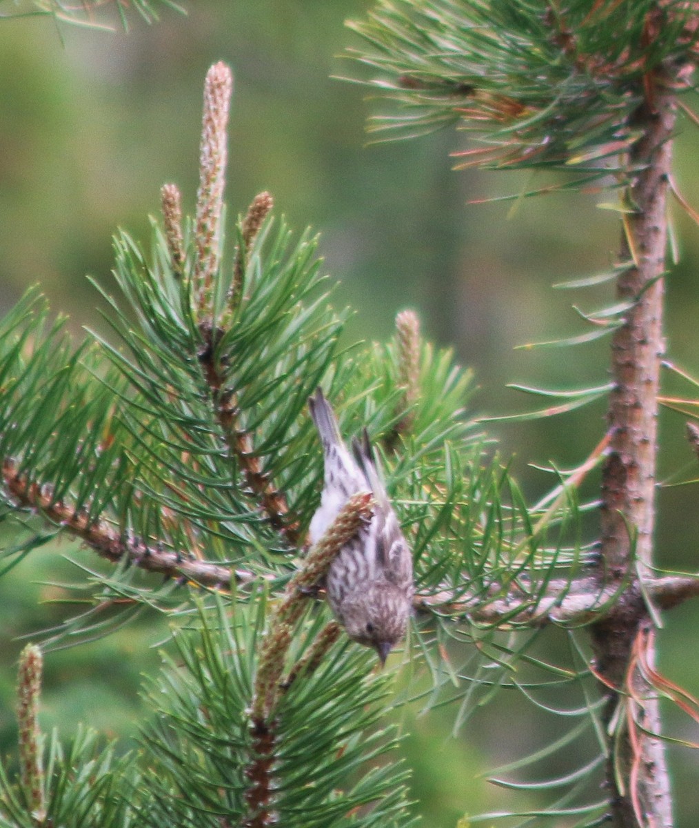 Pine Siskin - ML638473116