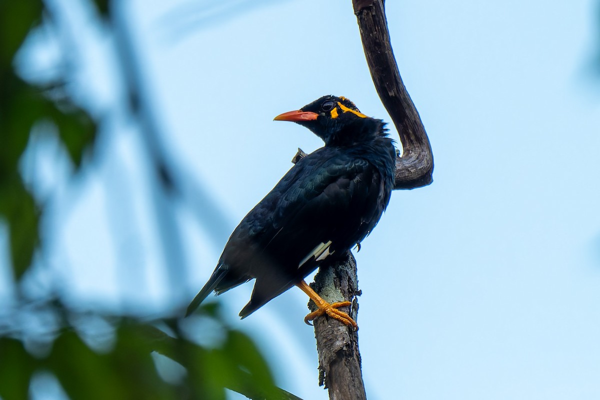 Southern Hill Myna - ML638473119