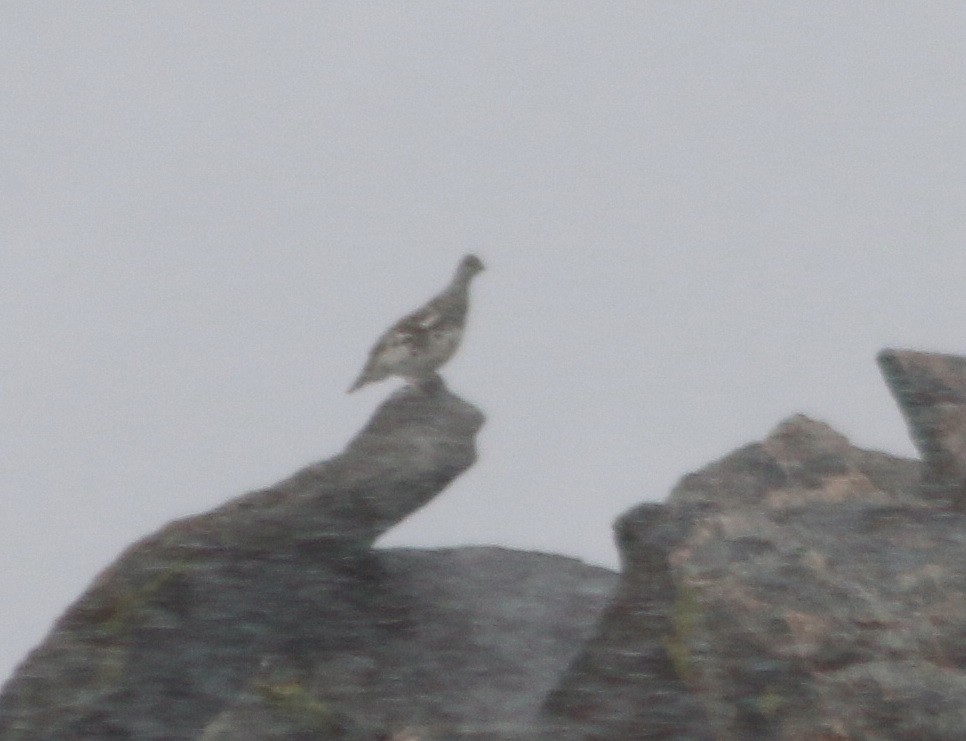 White-tailed Ptarmigan - ML638473127