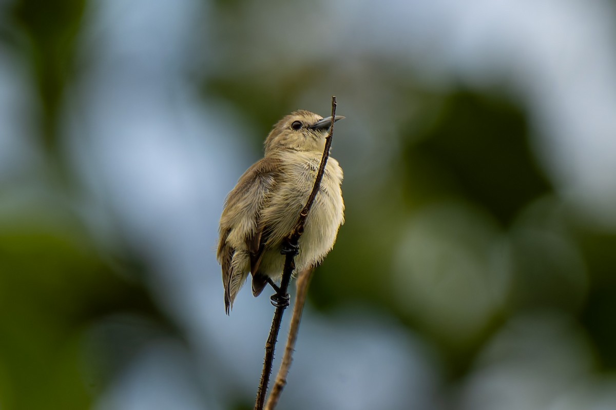 Nilgiri Flowerpecker - ML638473128