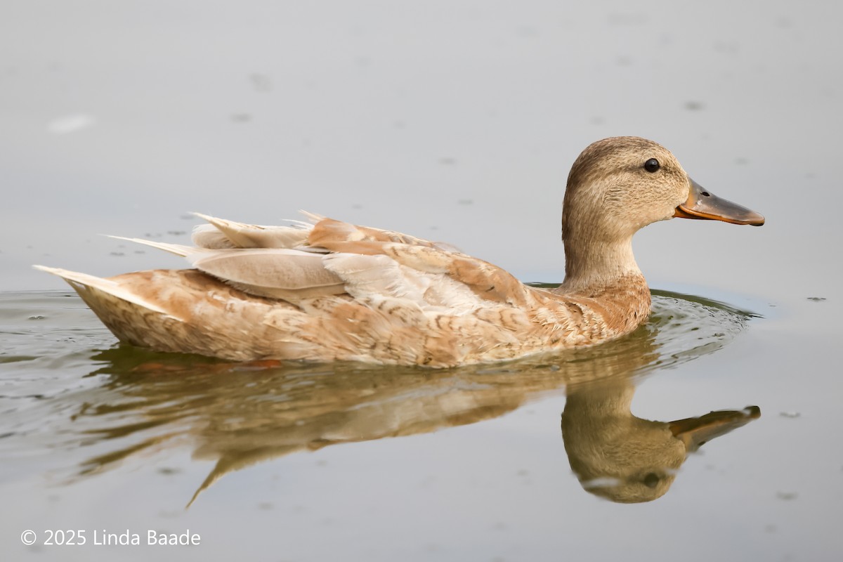 Mallard (Domestic type) - ML638473129
