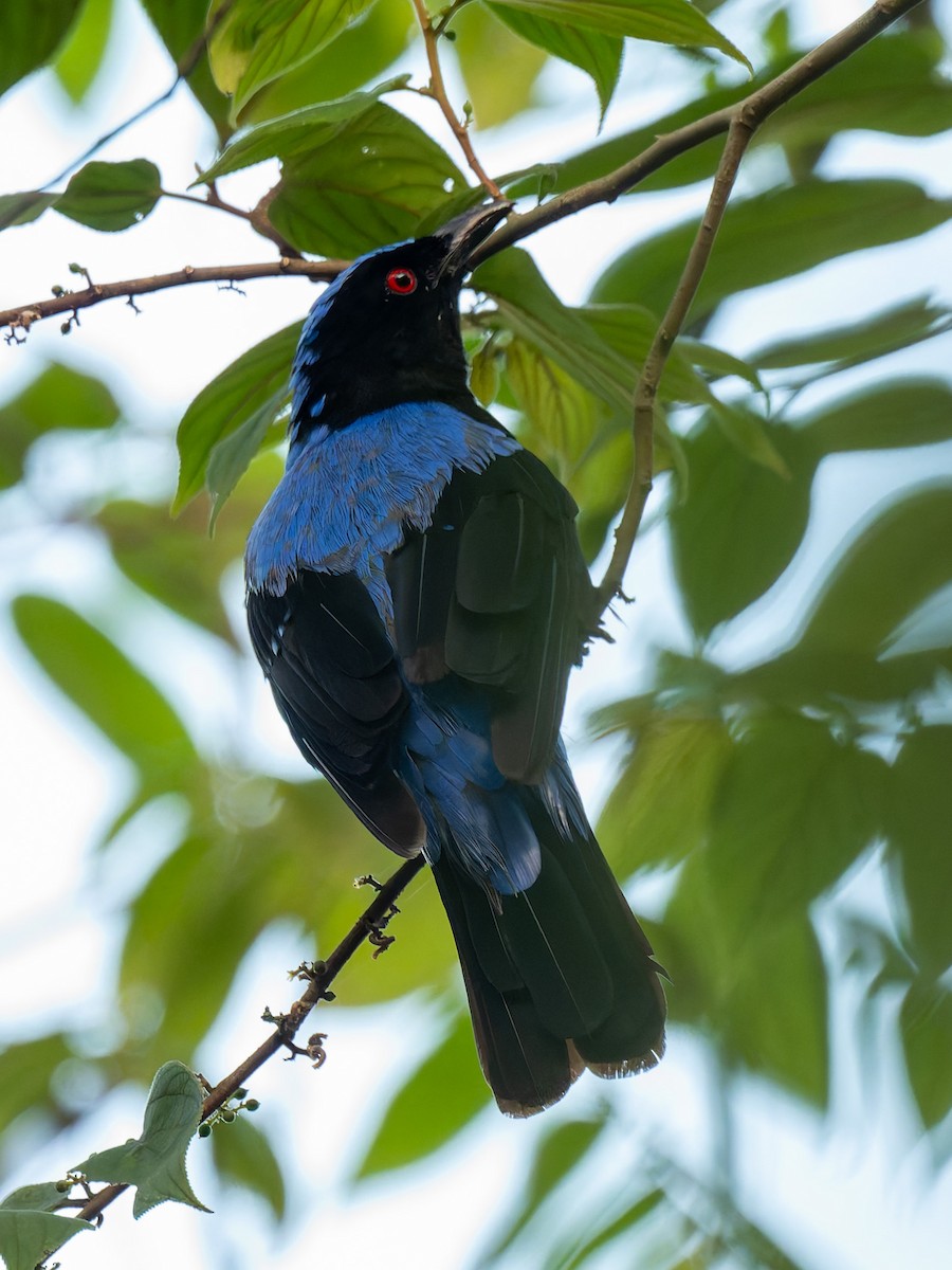 Asian Fairy-bluebird - ML638473130