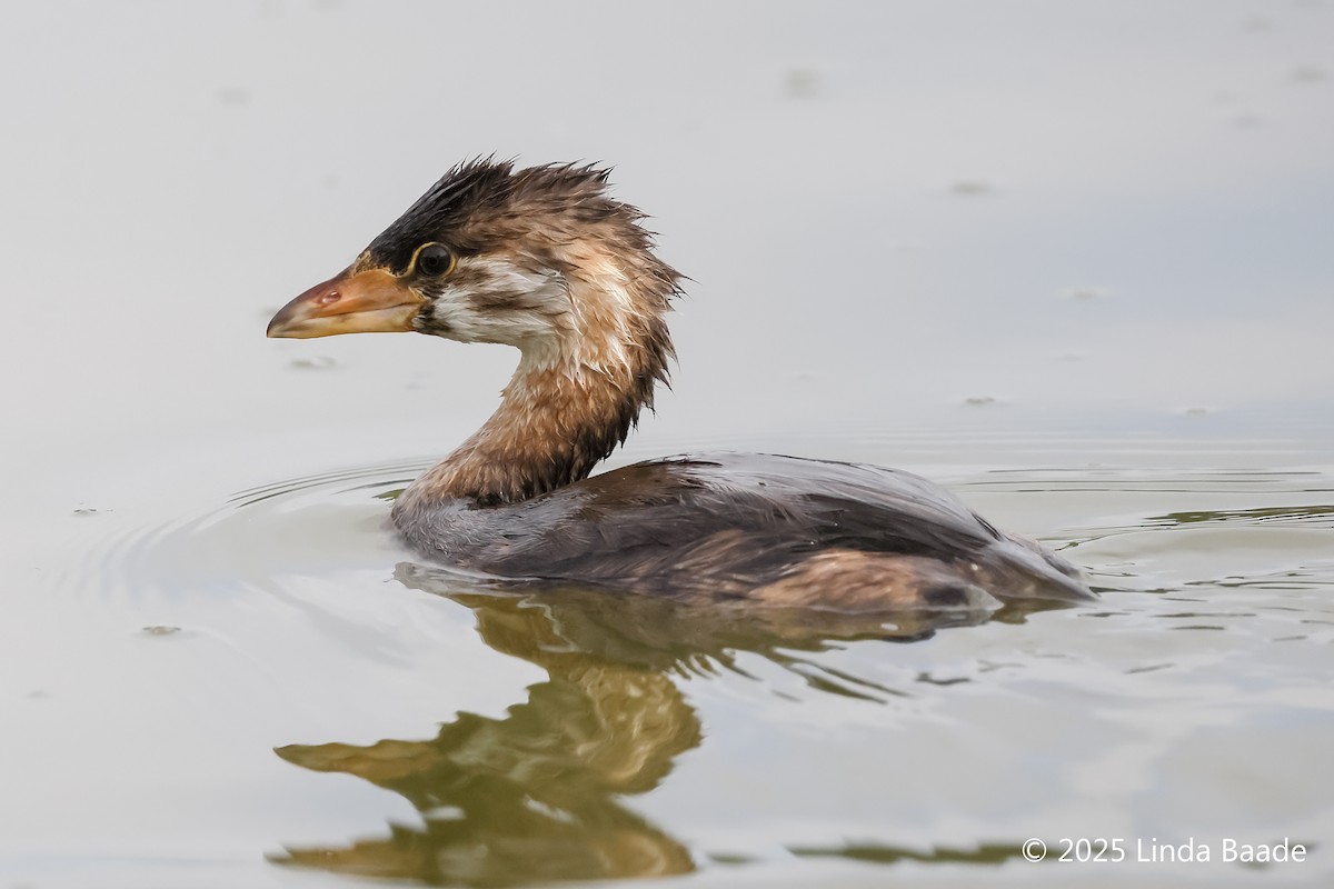 Pied-billed Grebe - ML638473133