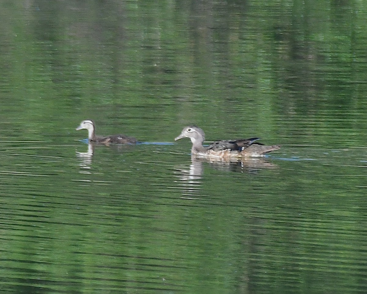 Wood Duck - ML638473134