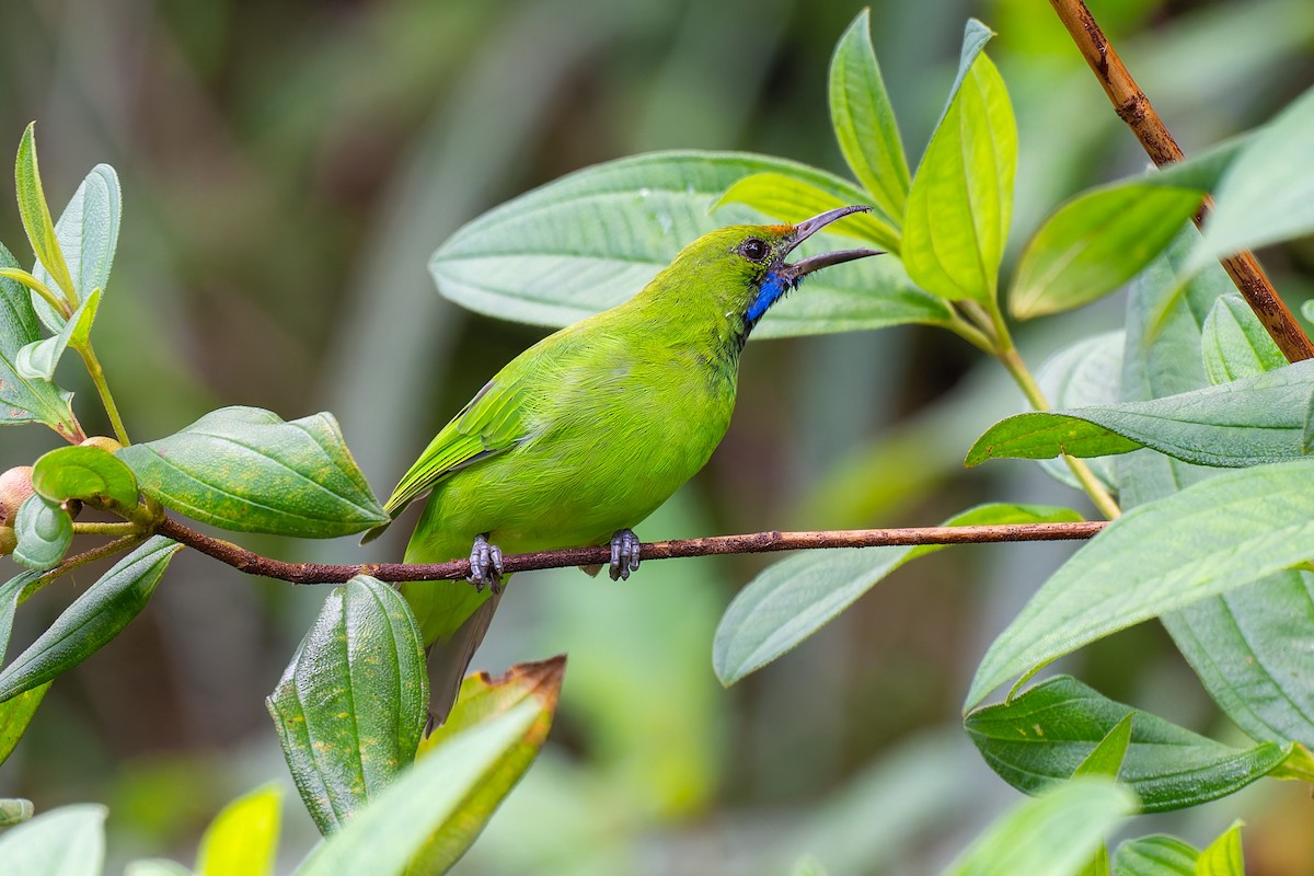 Golden-fronted Leafbird - ML638473135