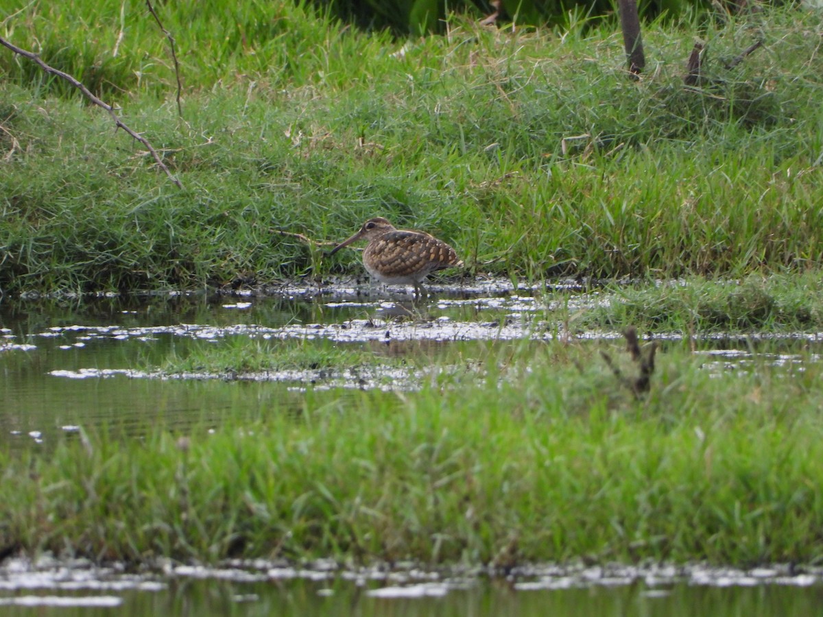 Greater Painted-Snipe - ML638473139