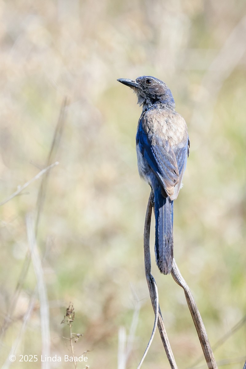 California Scrub-Jay - ML638473140