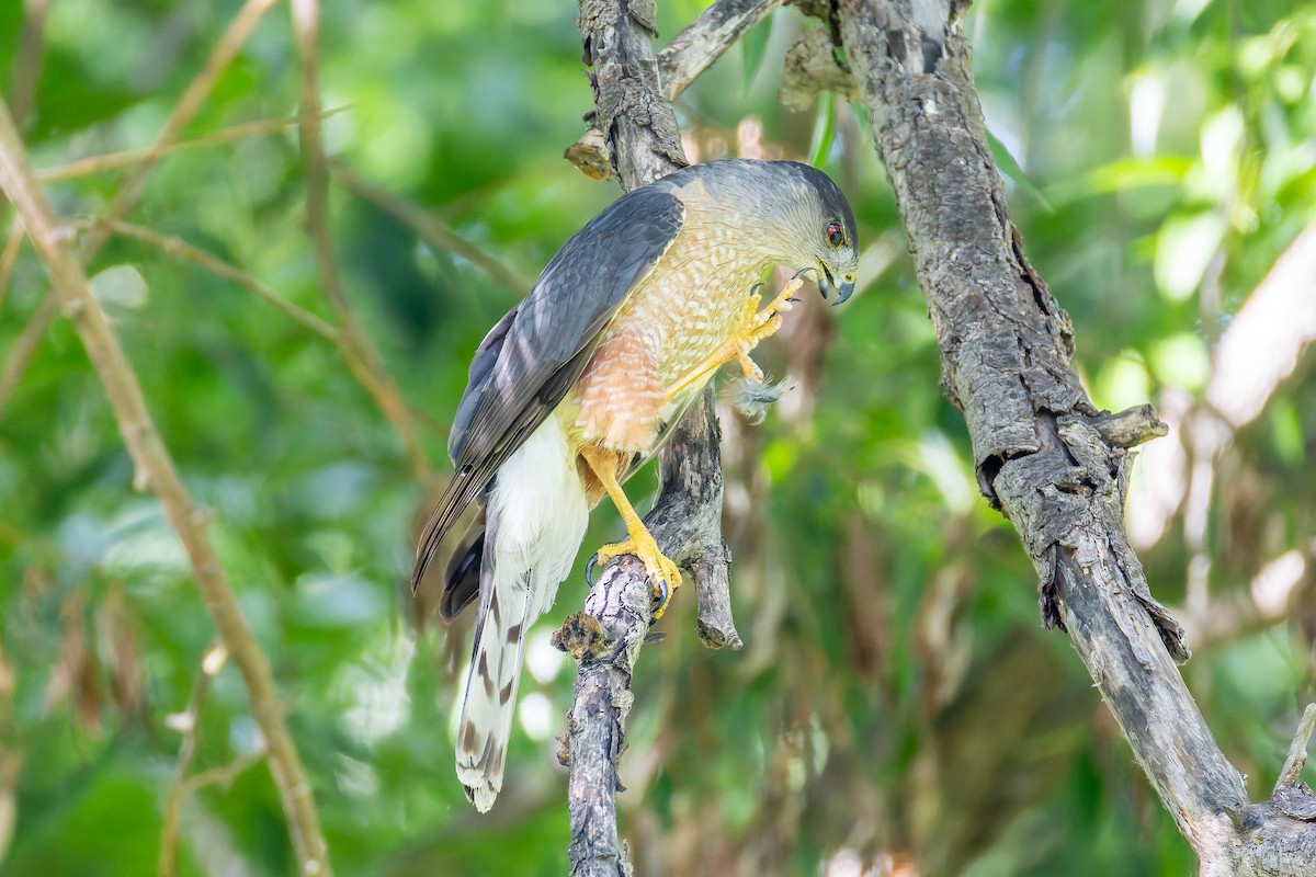 Cooper's Hawk - ML638473141