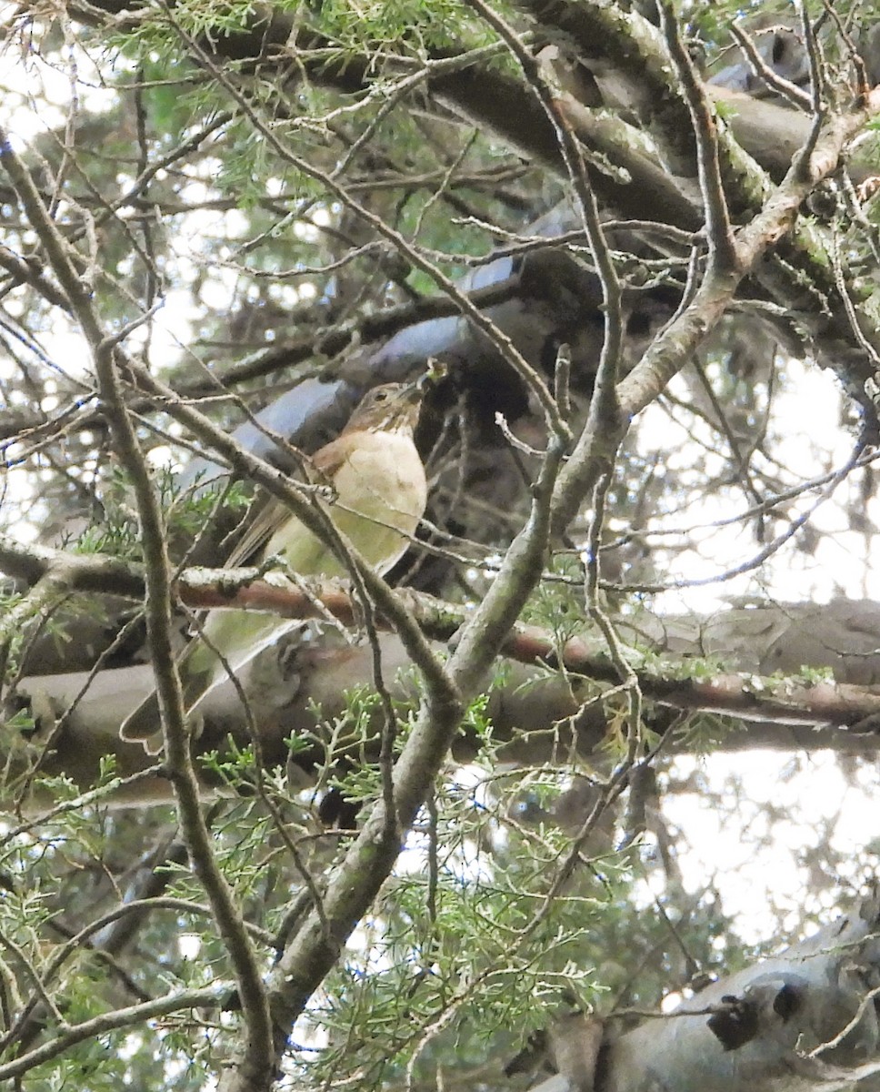 White-throated Thrush - ML638473142