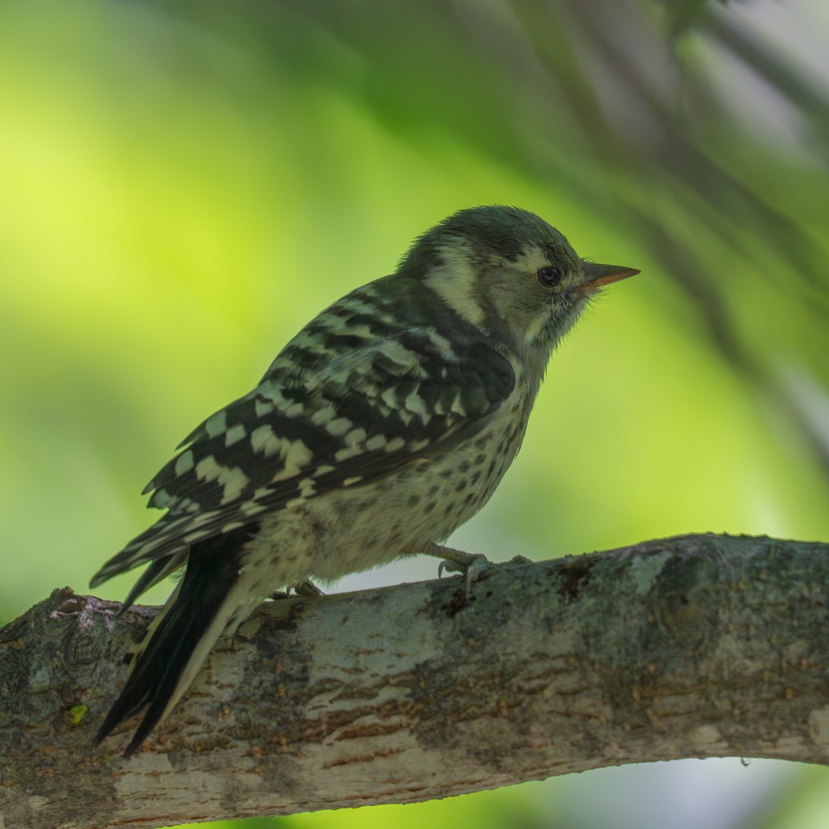 Japanese Pygmy Woodpecker - ML638473146