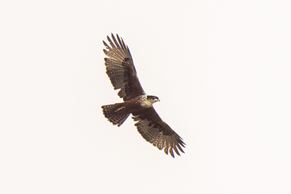 Rufous-bellied Eagle - ML638473148