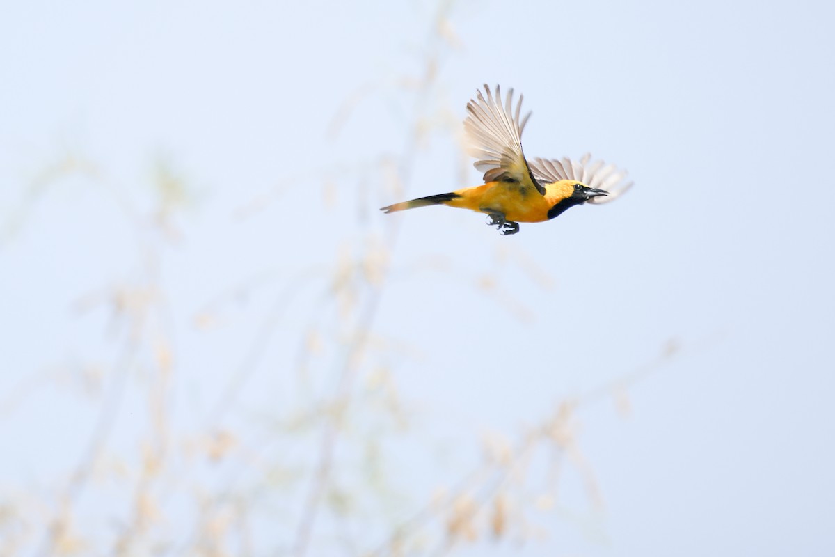 Hooded Oriole - ML638473150