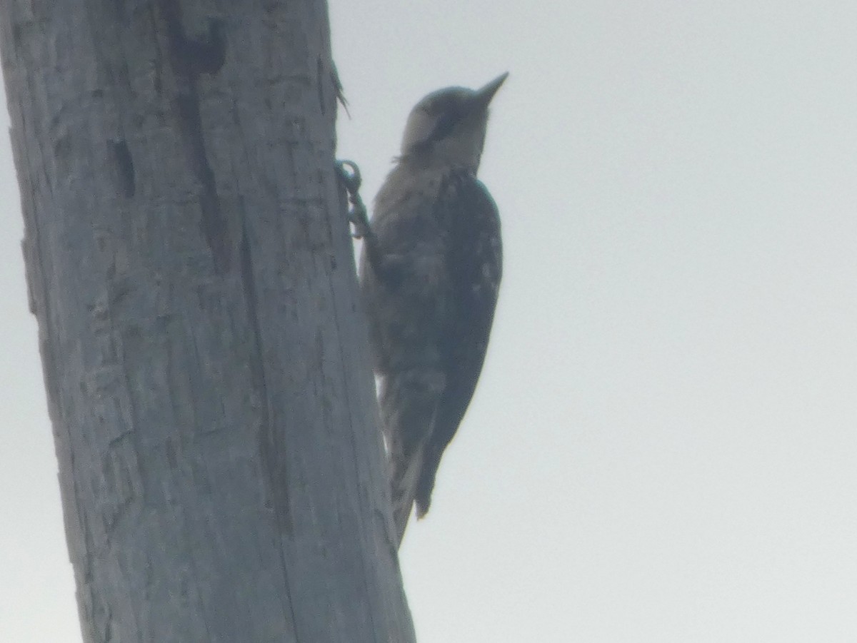 Red-cockaded Woodpecker - ML638473152