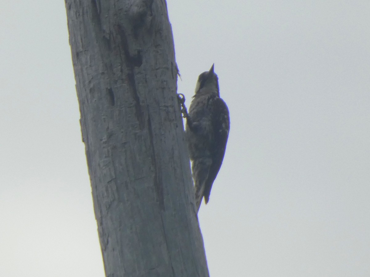 Red-cockaded Woodpecker - ML638473153
