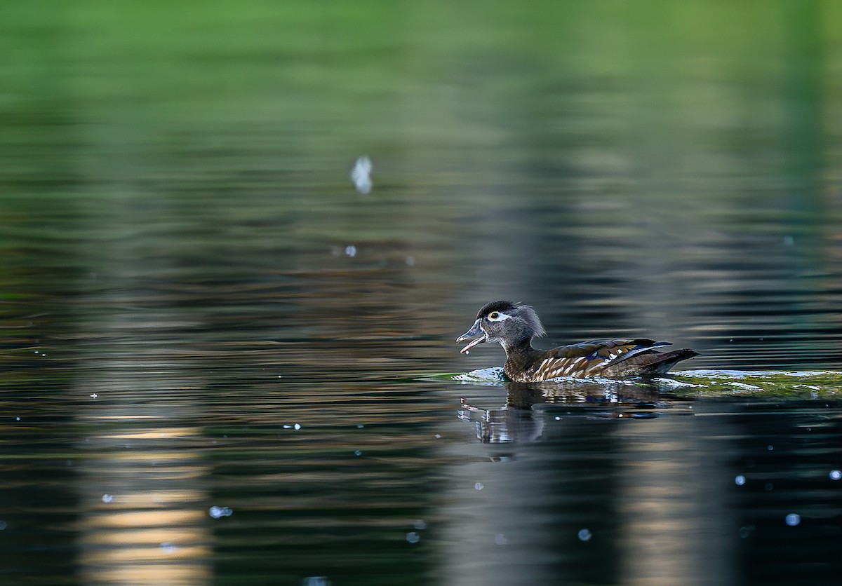 Wood Duck - ML638473156
