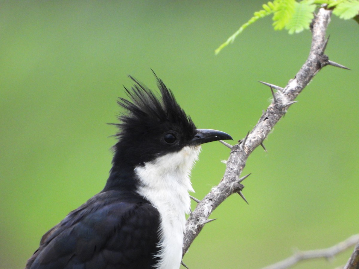 Pied Cuckoo - ML638473158