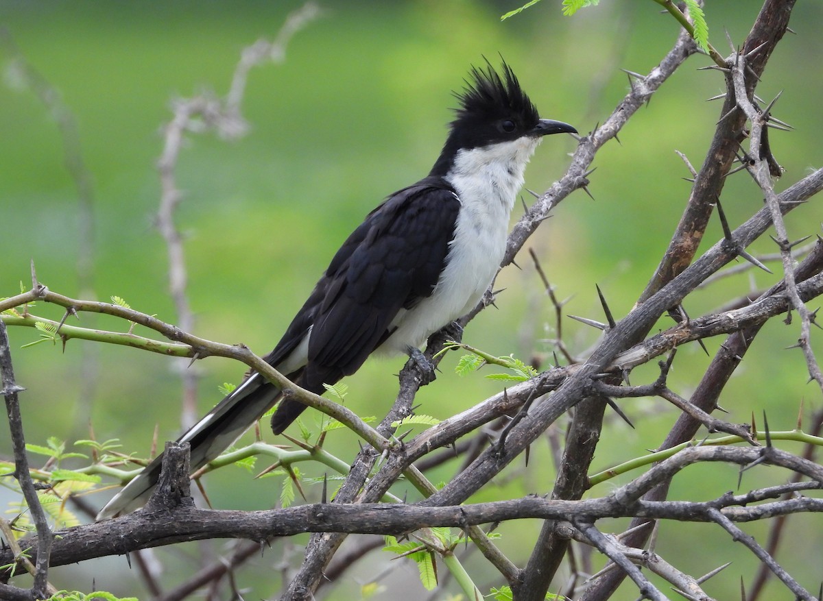 Pied Cuckoo - ML638473168
