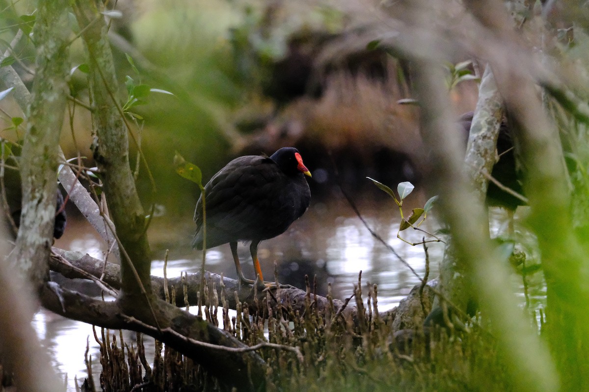 Dusky Moorhen - ML638473204