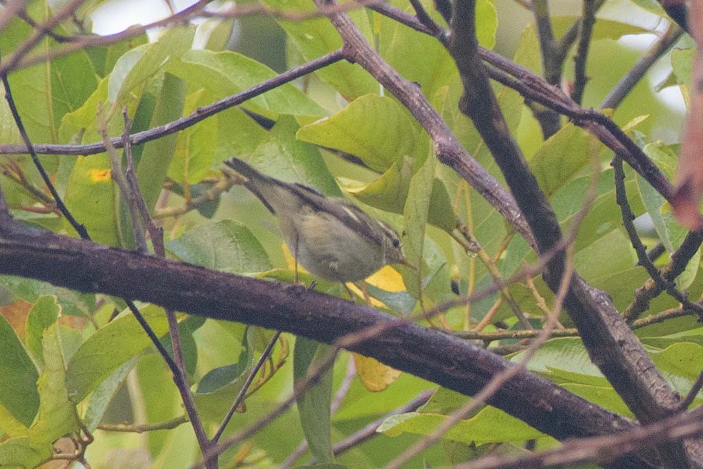 Yellow-browed Warbler - ML638473249