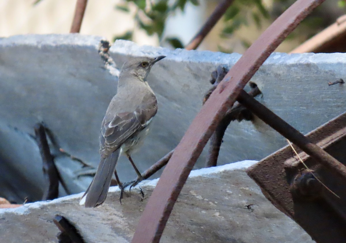 Northern Mockingbird - ML638473295
