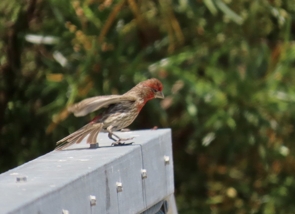 House Finch - ML638473296