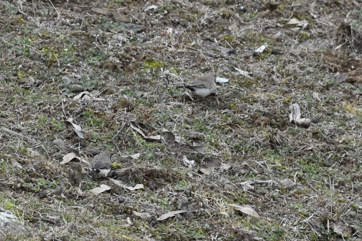 Double-barred Finch - ML638473298