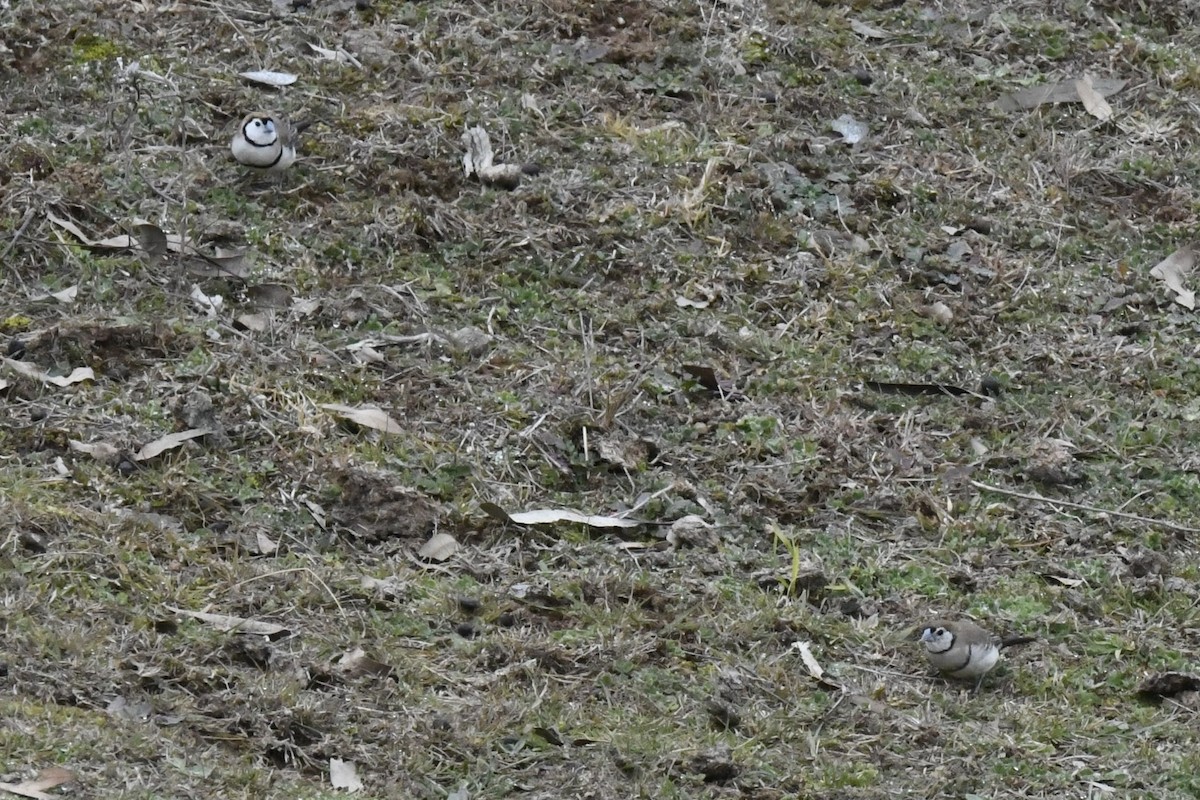 Double-barred Finch - ML638473299