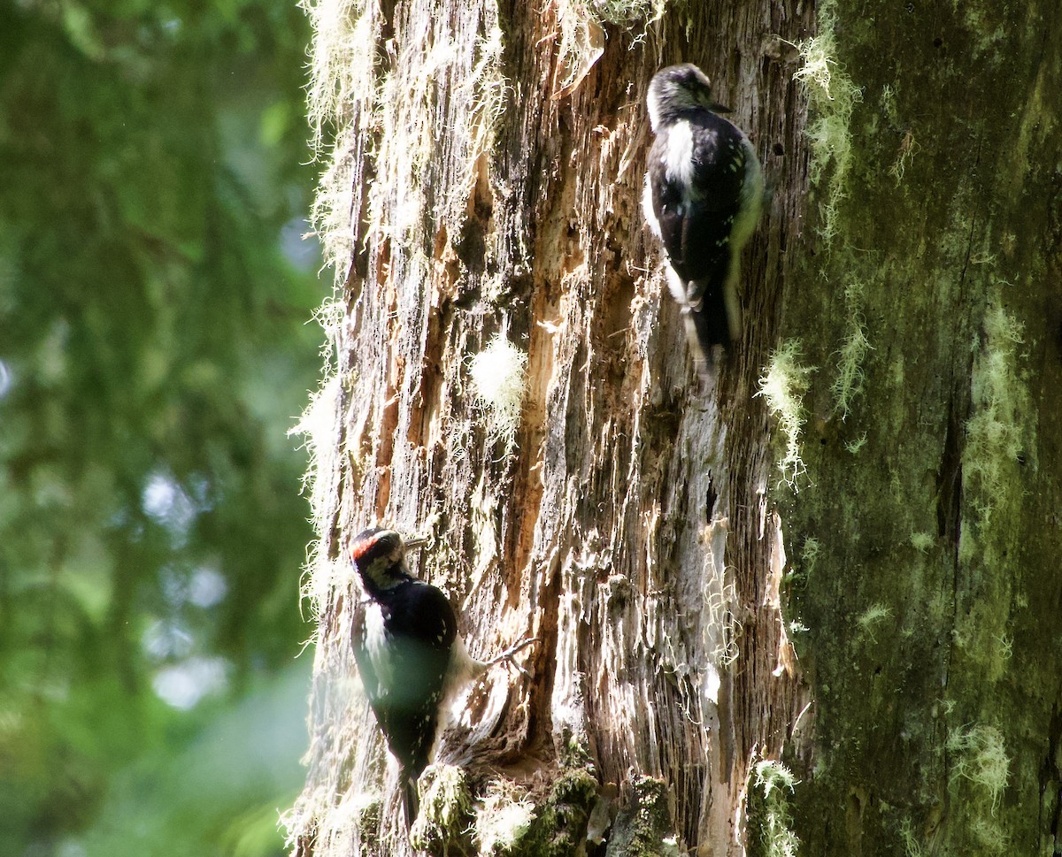 Hairy Woodpecker - ML638473309