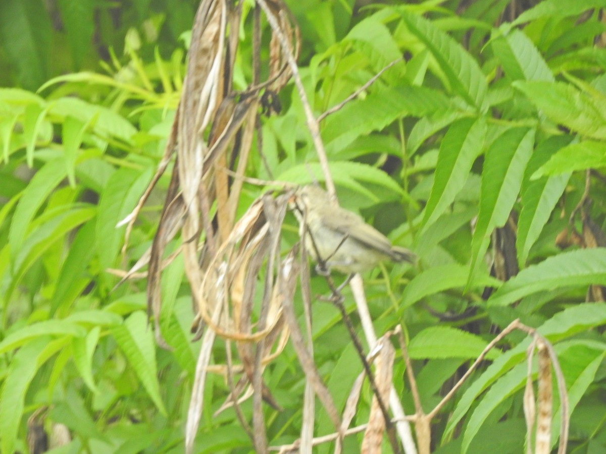 Pale-billed Flowerpecker - ML638473310
