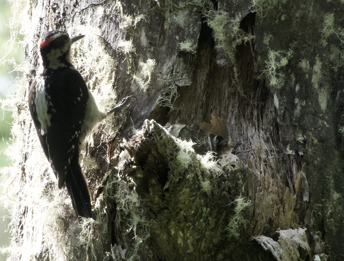 Hairy Woodpecker - ML638473312