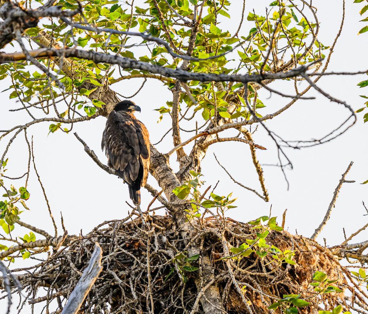 Bald Eagle - ML638473315