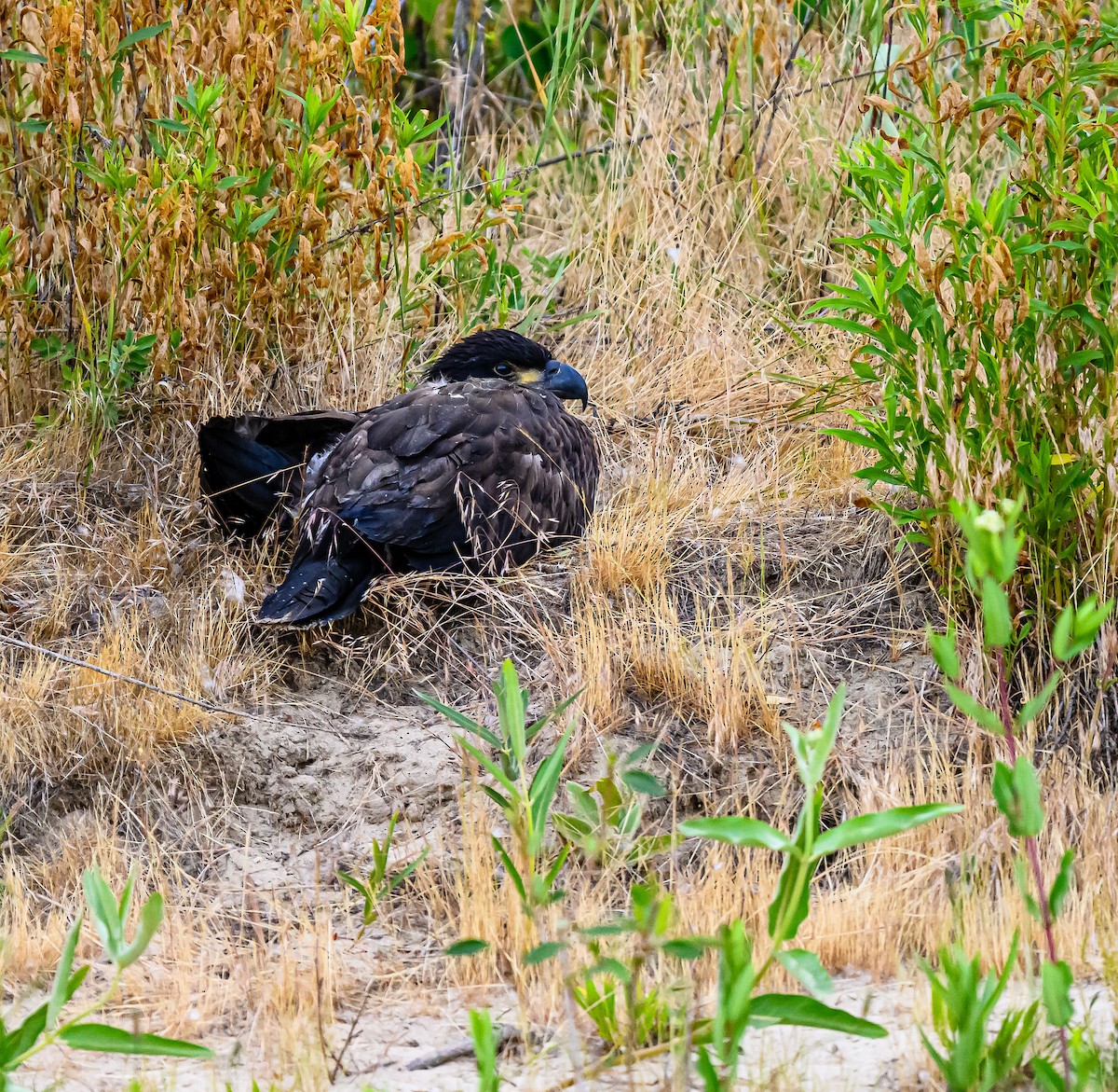 Bald Eagle - ML638473316
