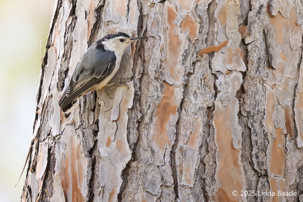 White-breasted Nuthatch - ML638473319
