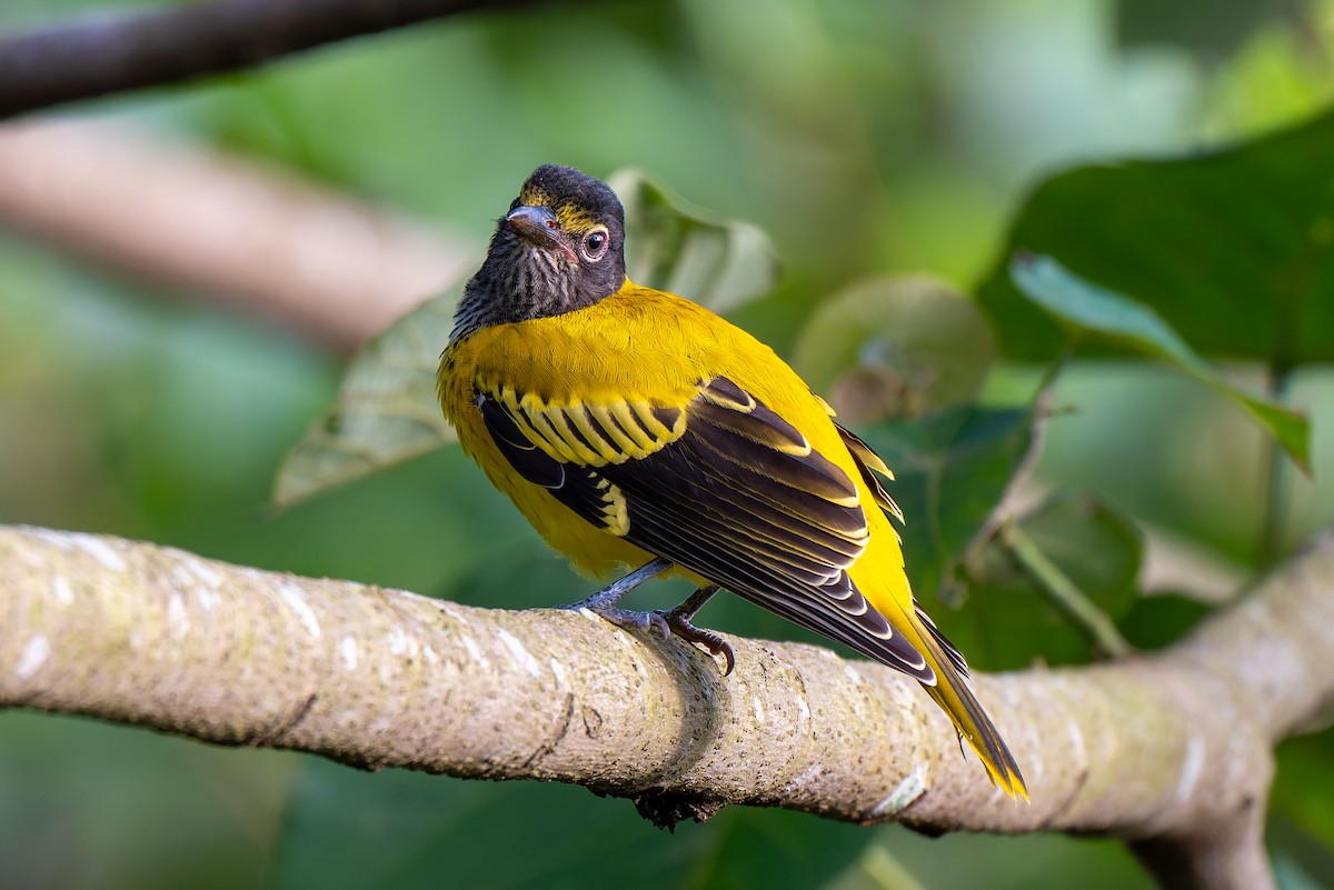 Black-hooded Oriole - ML638473320
