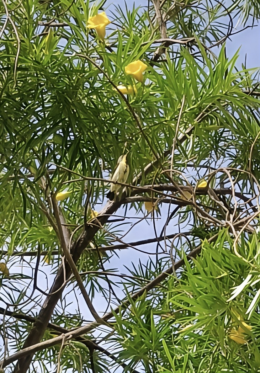Purple Sunbird - ML638473322