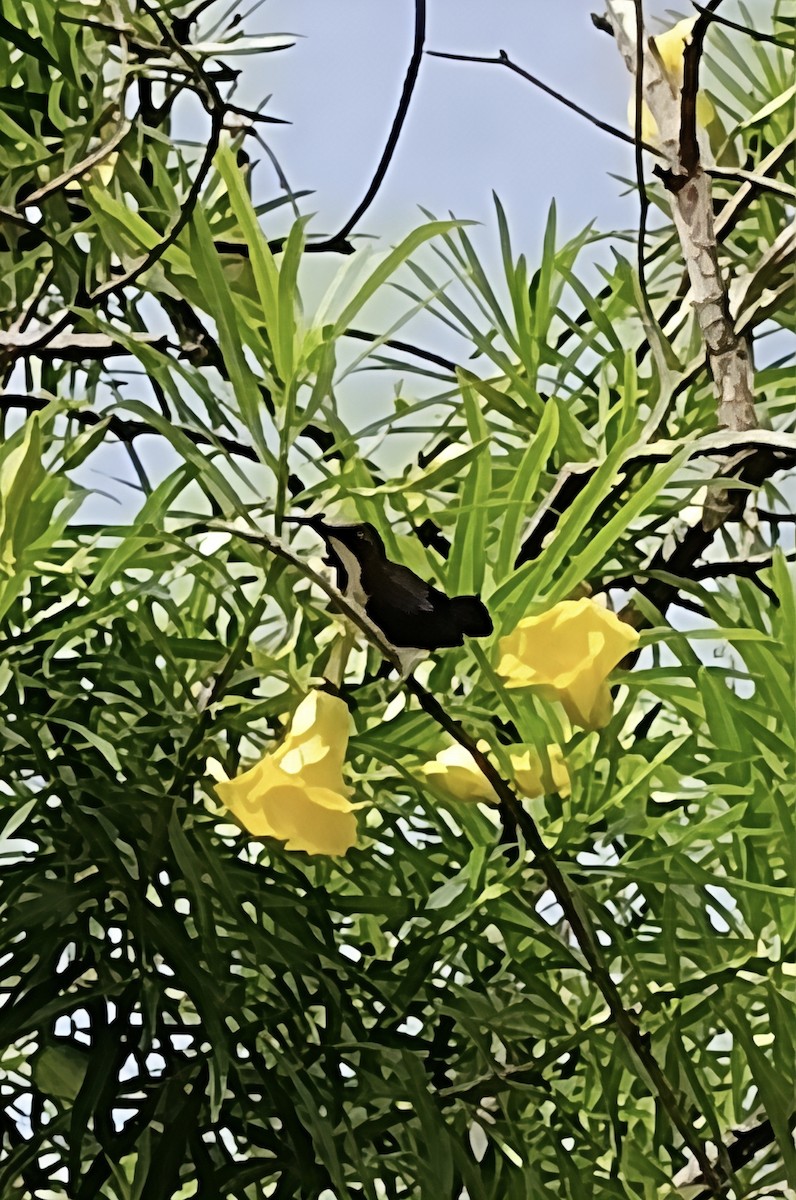 Purple Sunbird - ML638473323