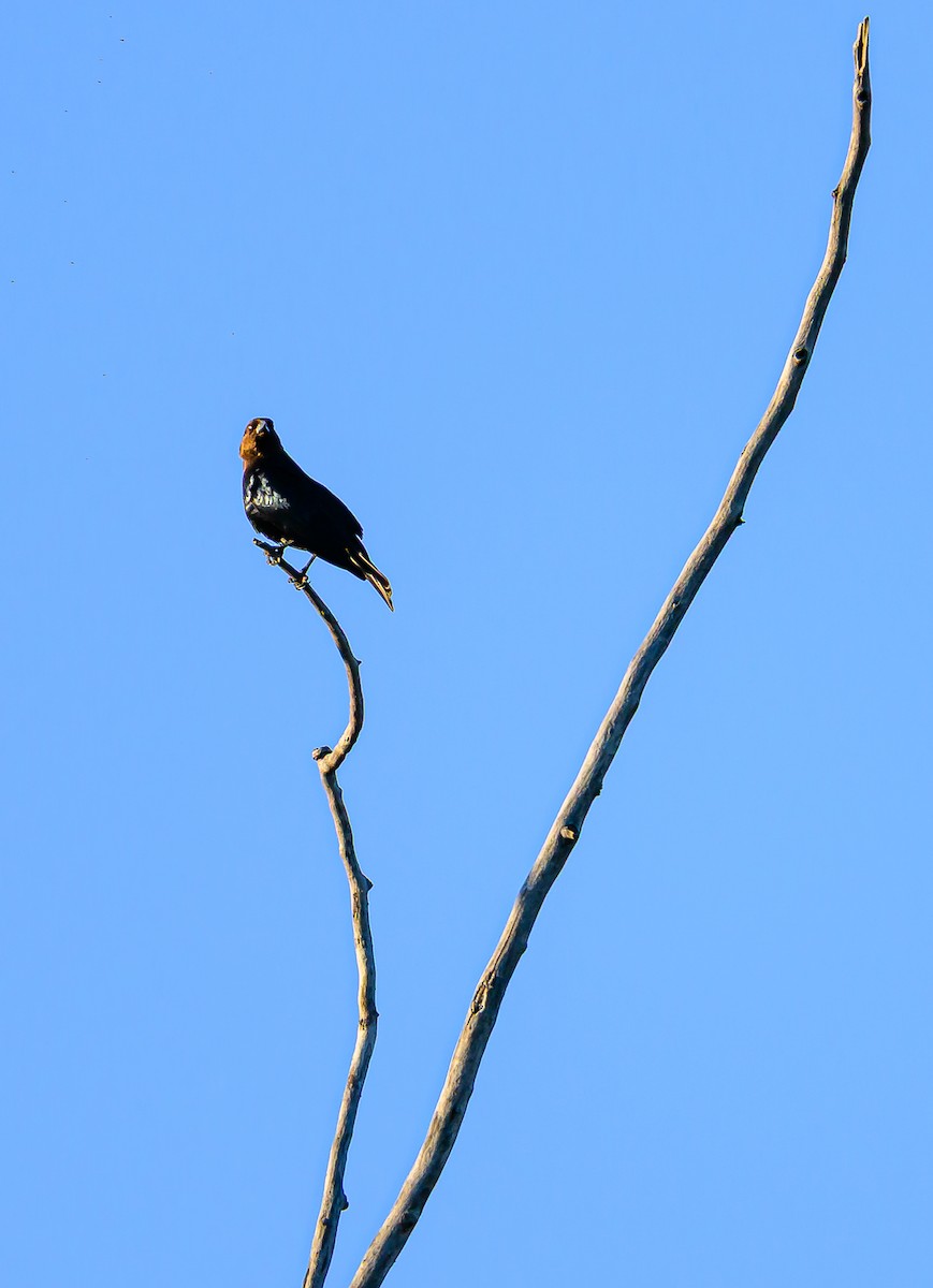 Brown-headed Cowbird - ML638473324