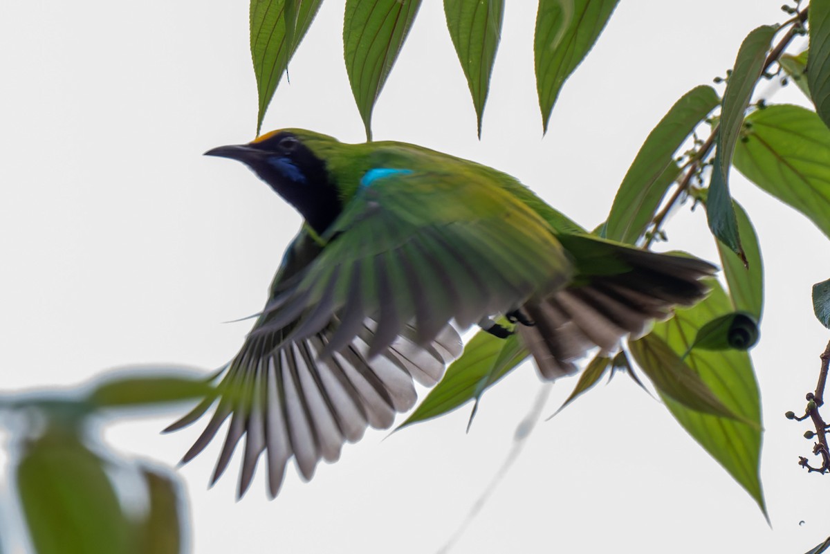 Golden-fronted Leafbird - ML638473325