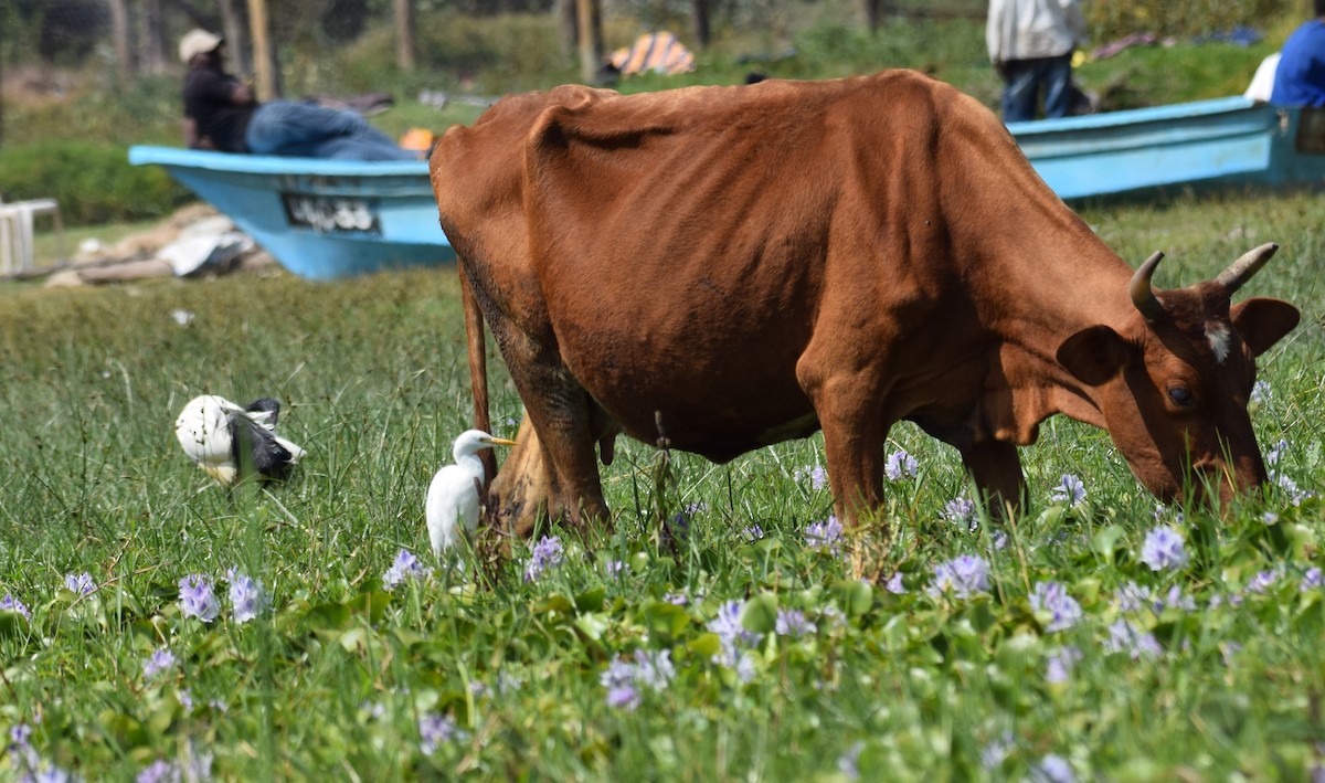 Yellow-billed Egret - ML638473327